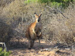 Macropus robustus erubescens Sclater 1870的圖片