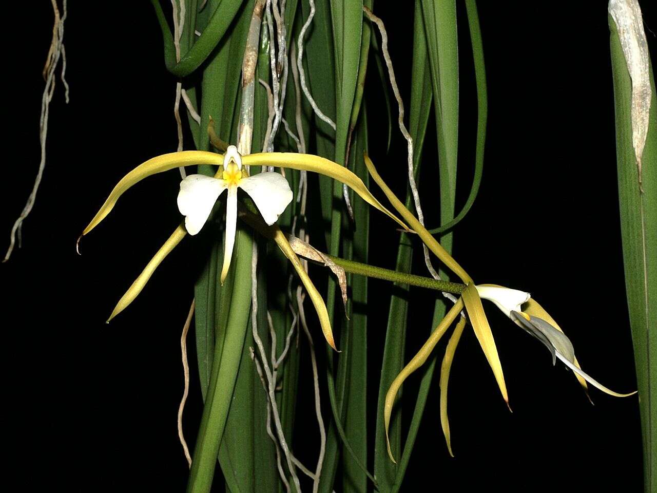 Image of Epidendrum parkinsonianum Hook.