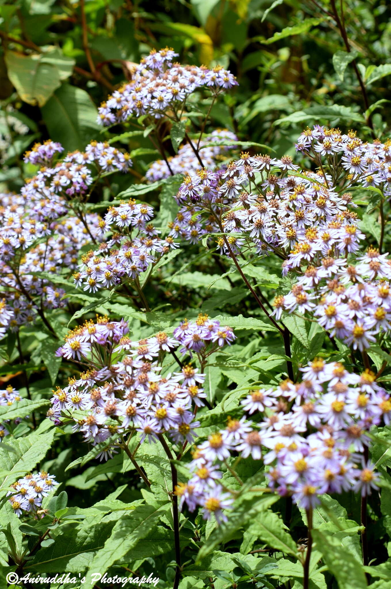 Image of Aster albescens (DC.) Wall. ex Hand.-Mazz.