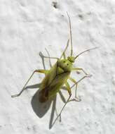 Image of Two-spotted Grass Bug