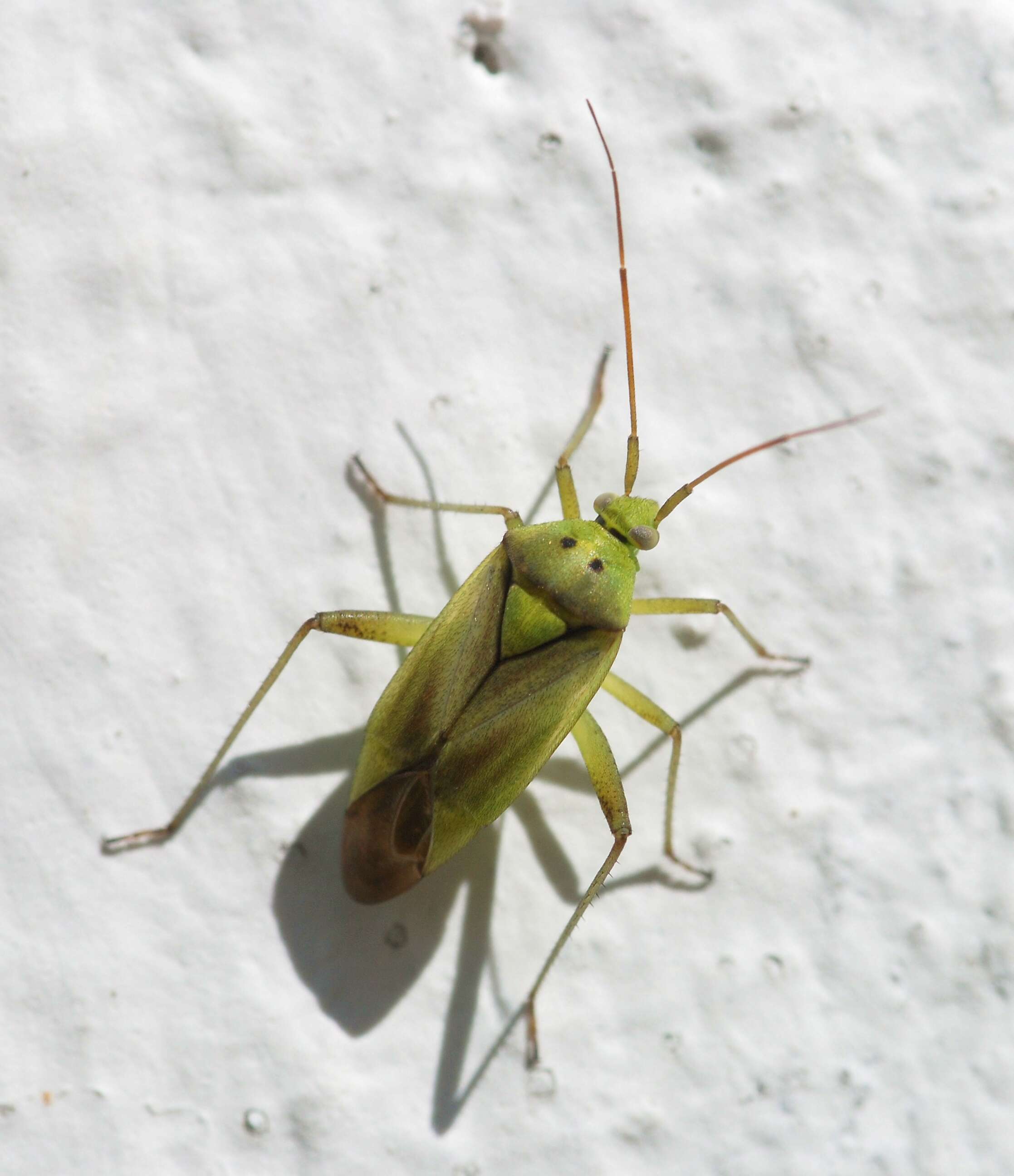 Image of Two-spotted Grass Bug