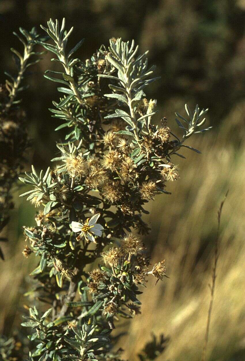 Image of Chiliotrichum diffusum (Forst. fil.) Kuntze