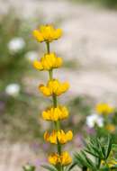 Image of European yellow lupine