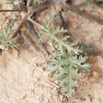 Imagem de Erodium crassifolium (Forsk.) L'Hér.