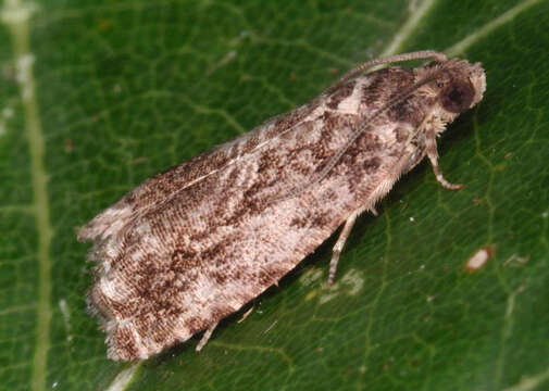 Image of beech moth