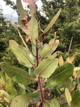 Sivun Arbutus tessellata P. D. Sørensen kuva