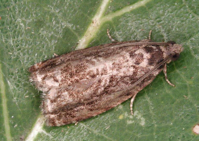 Image of beech moth