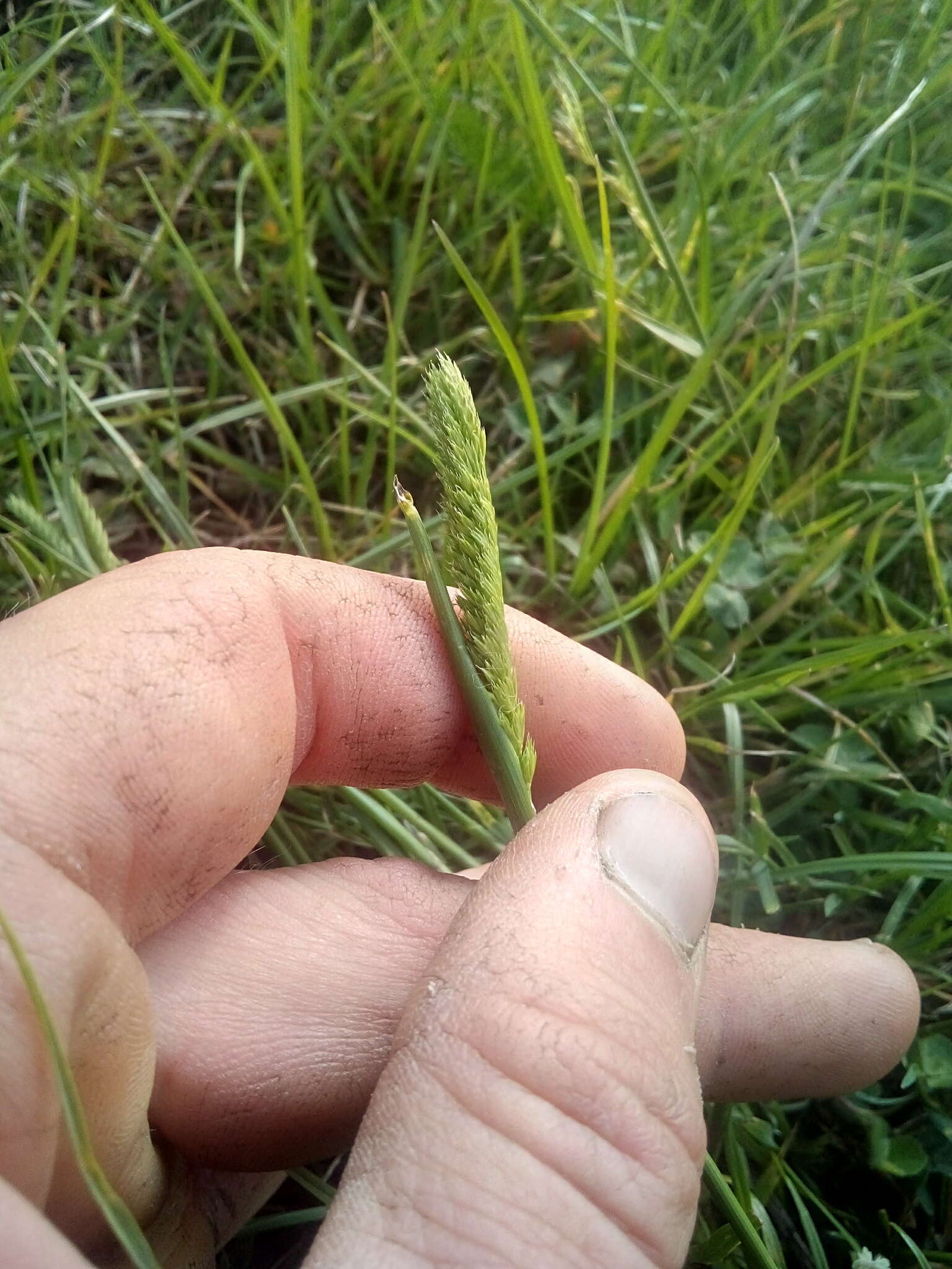 Cynosurus cristatus L. resmi