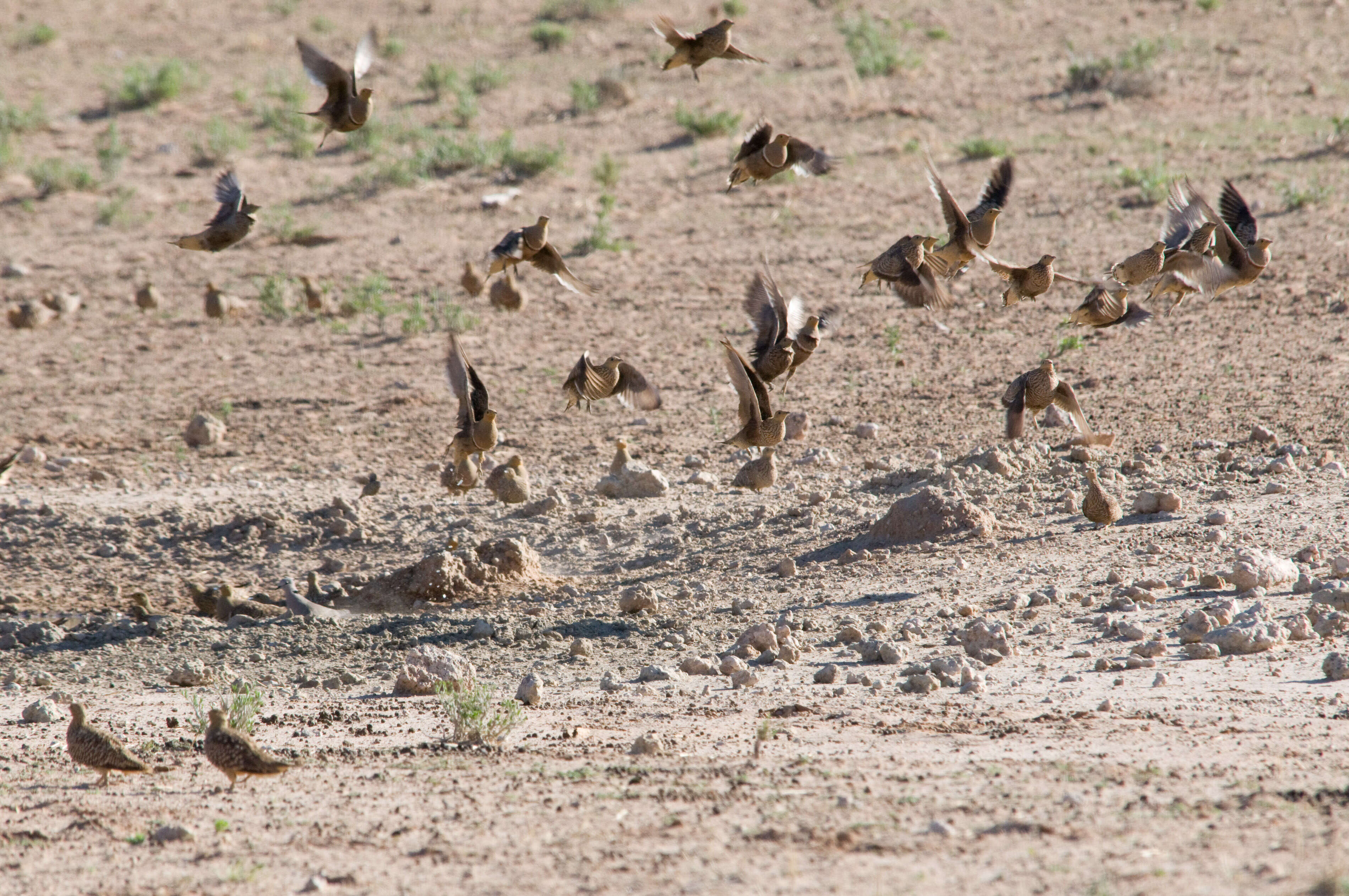 Image of Namaqua Sandgrouse