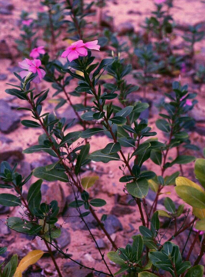 Image of Madagascar periwinkle