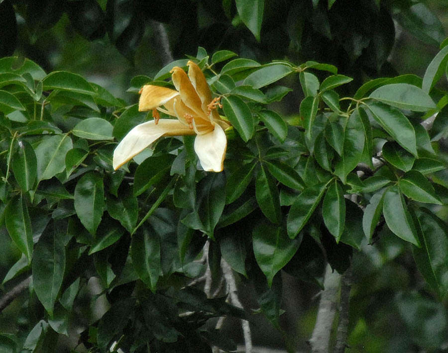 Image of Ceiba samauma (C. Mart. & Zucc.) Schum.