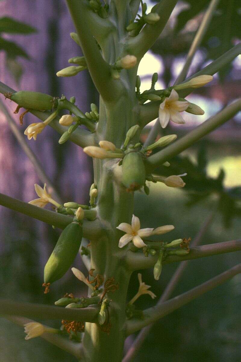 Image of papaya