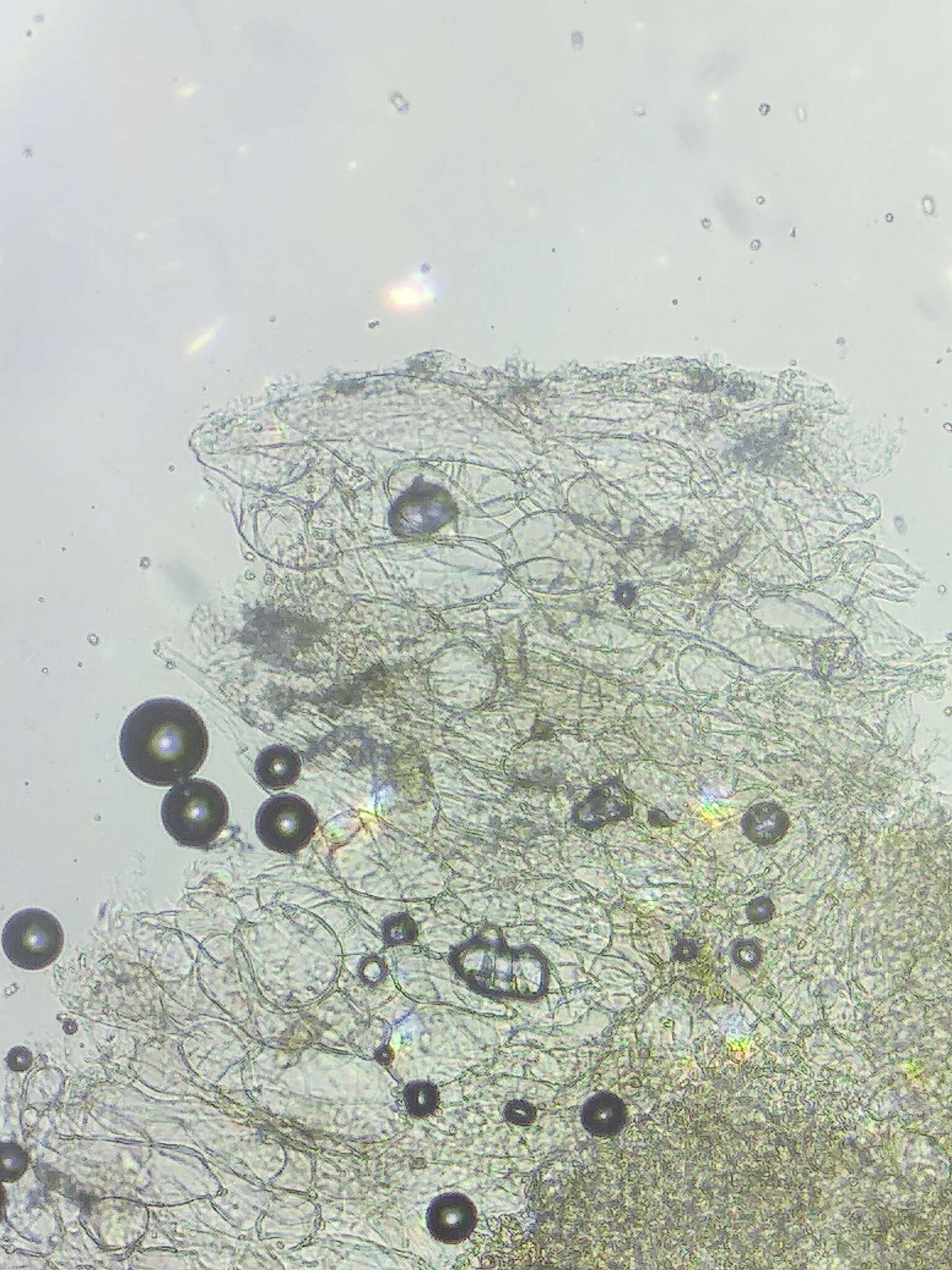 Image of Wallemia mellicola Jancic, Nguyen, Seifert & Gunde-Cim. 2015