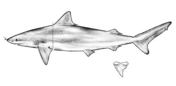 Image of Blacknose Shark