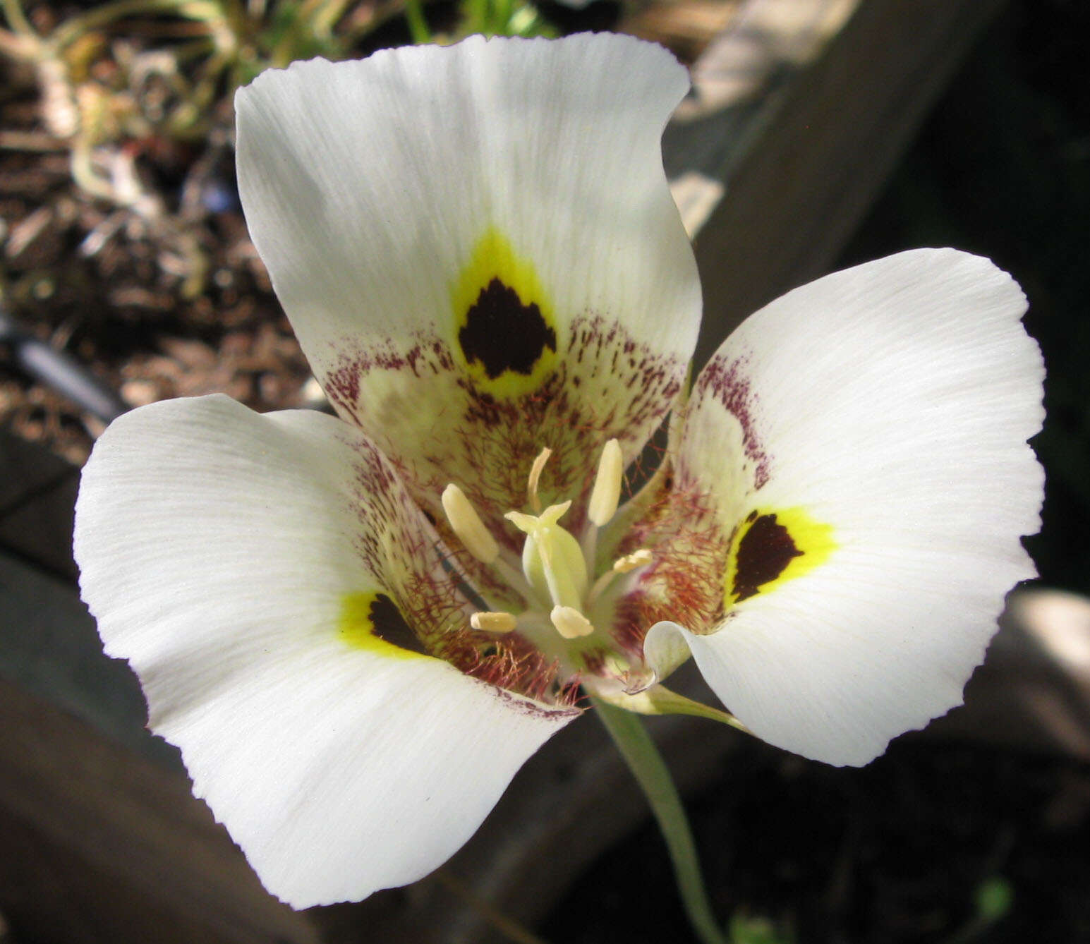 Imagem de Calochortus superbus Purdy ex Howell