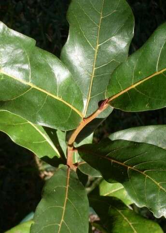 Image of Cryptocarya obovata R. Br.