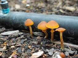 Image of Conocybe rugosa (Peck) Watling 1981