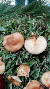 Image of Lentinula boryana (Berk. & Mont.) Pegler 1976