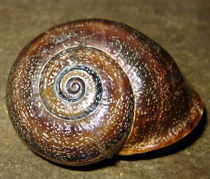 Image of Milk snail