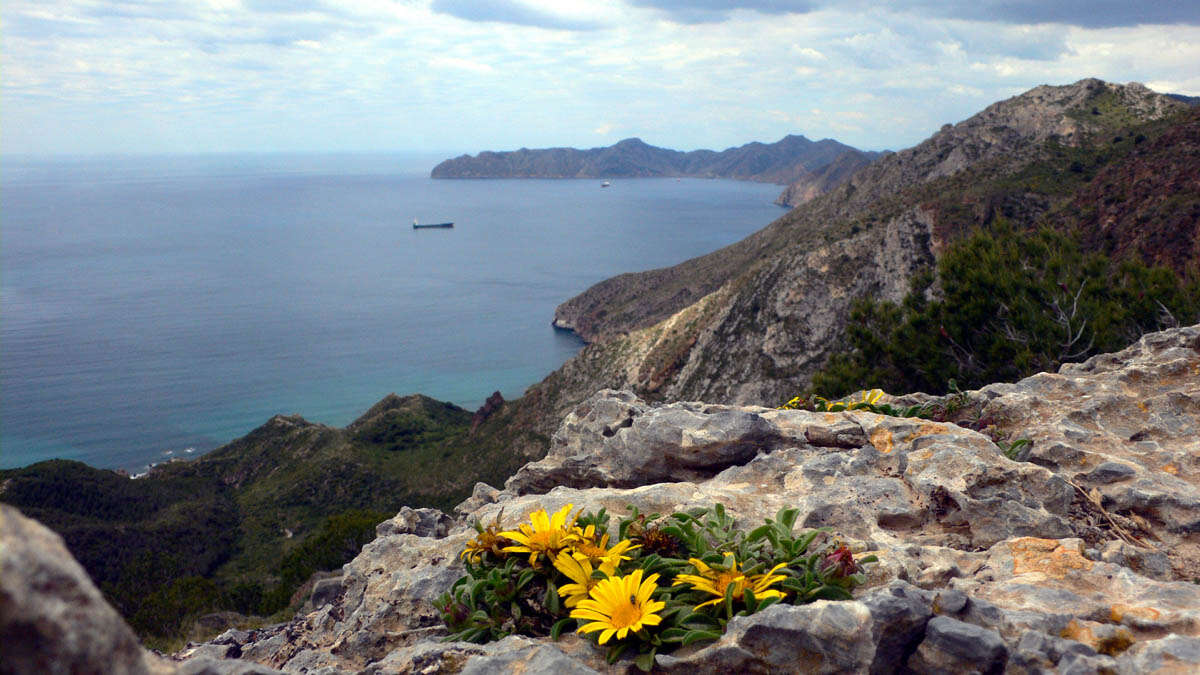 Image of estrella de mar