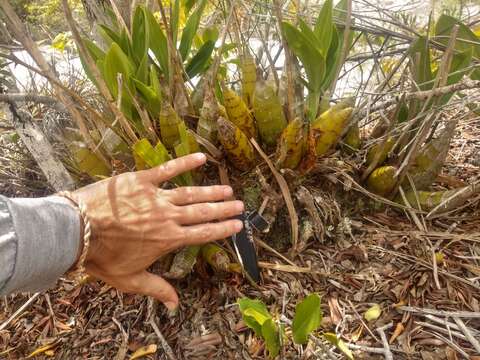 Catasetum gardneri Schltr.的圖片