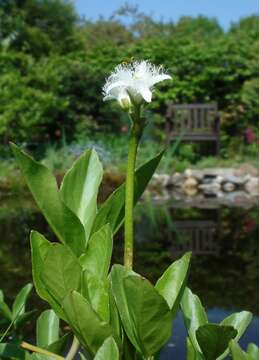 Image of bogbean