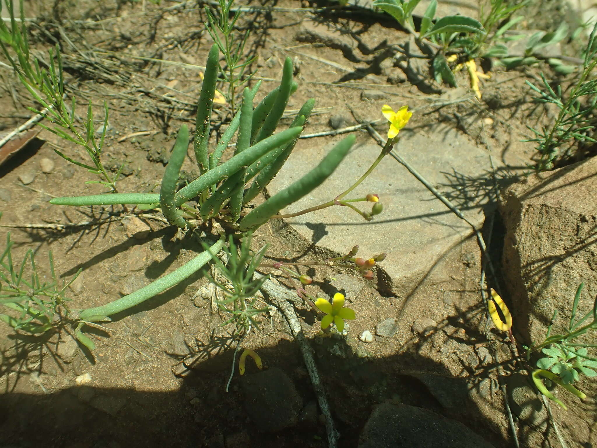 Image of Pinos Altos fameflower