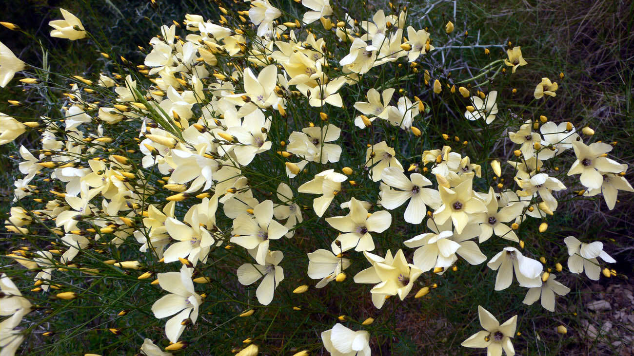 Image of flax