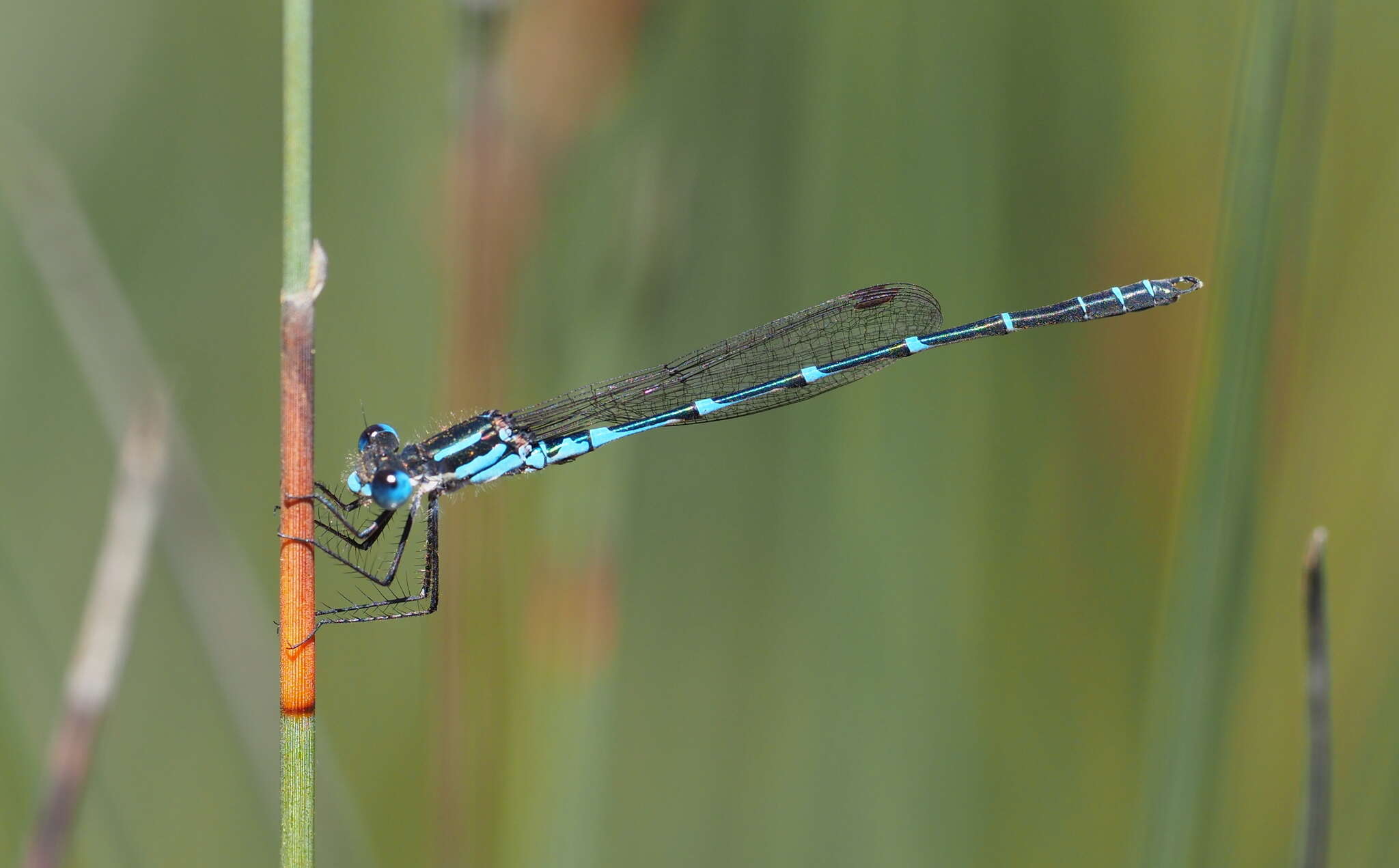 Plancia ëd Austrolestes aleison Watson & Moulds 1979