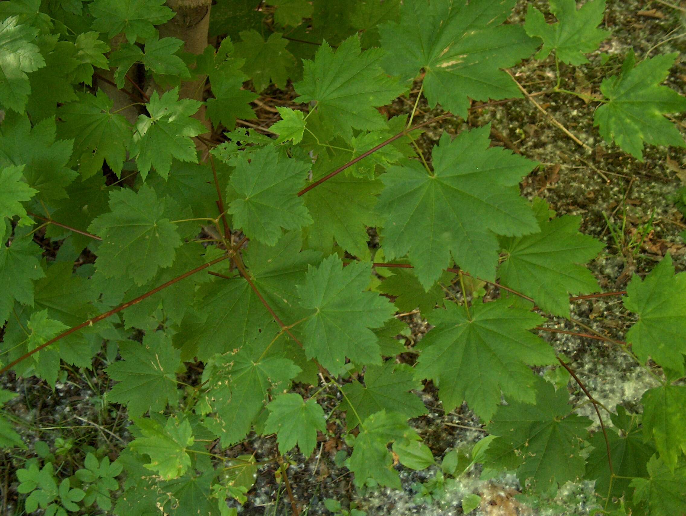 Слика од Acer circinatum Pursh