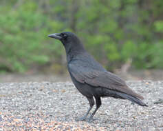 Image of American Crow