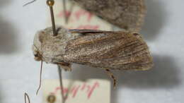 صورة Agrotis simplonia Geyer 1832