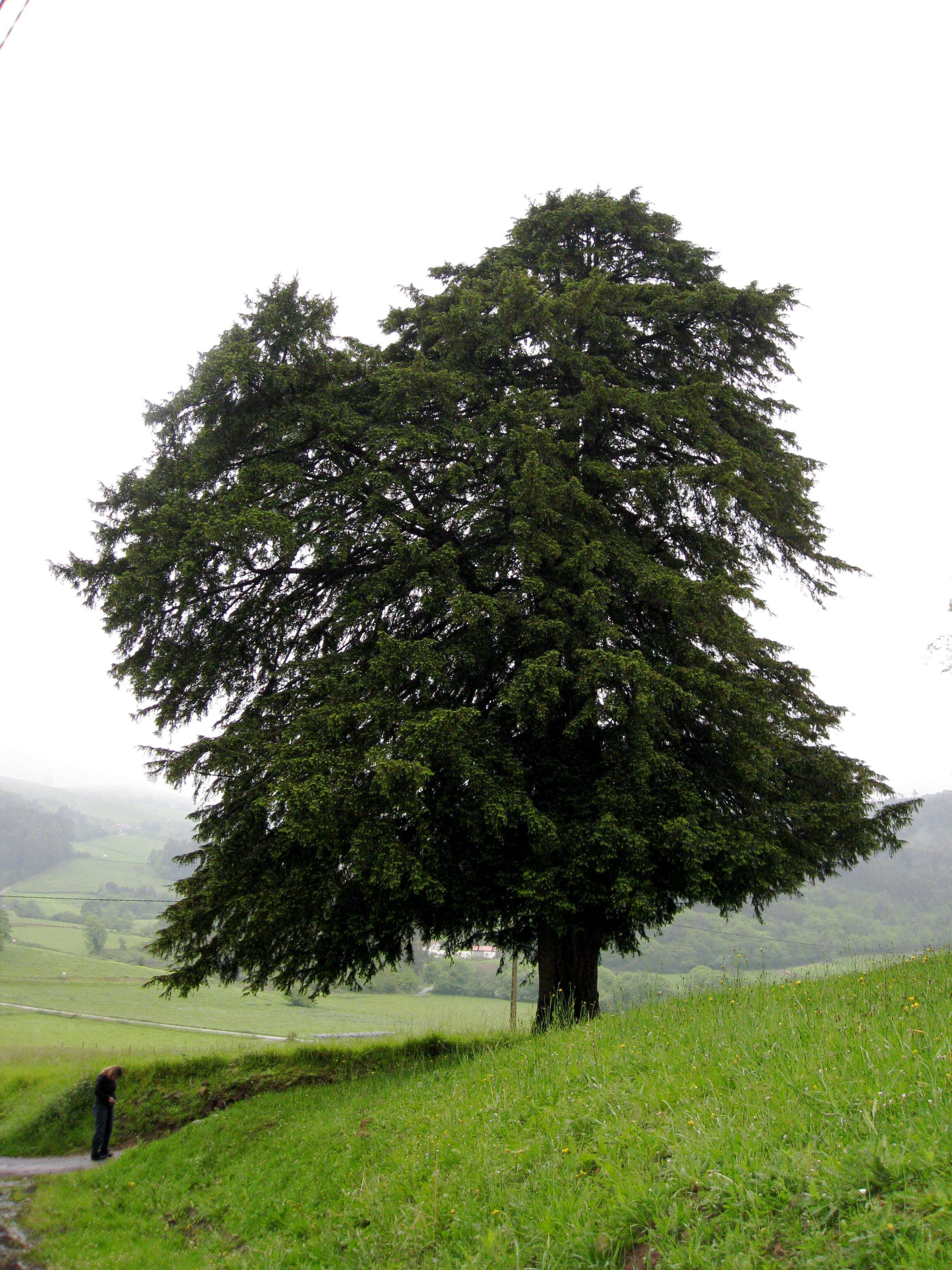 Image of English yew