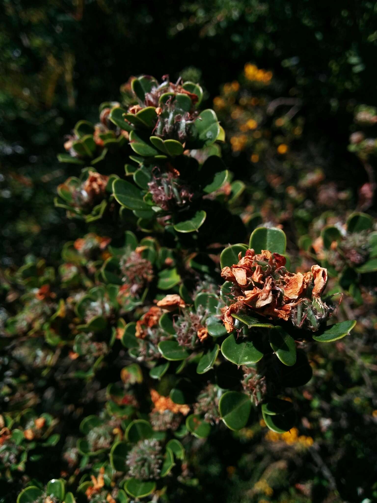 Sivun Pultenaea daphnoides Wendl. kuva