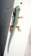 Image of Mertens' Day Gecko