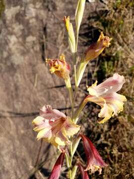 Image of Gladiolus guthriei F. Bolus