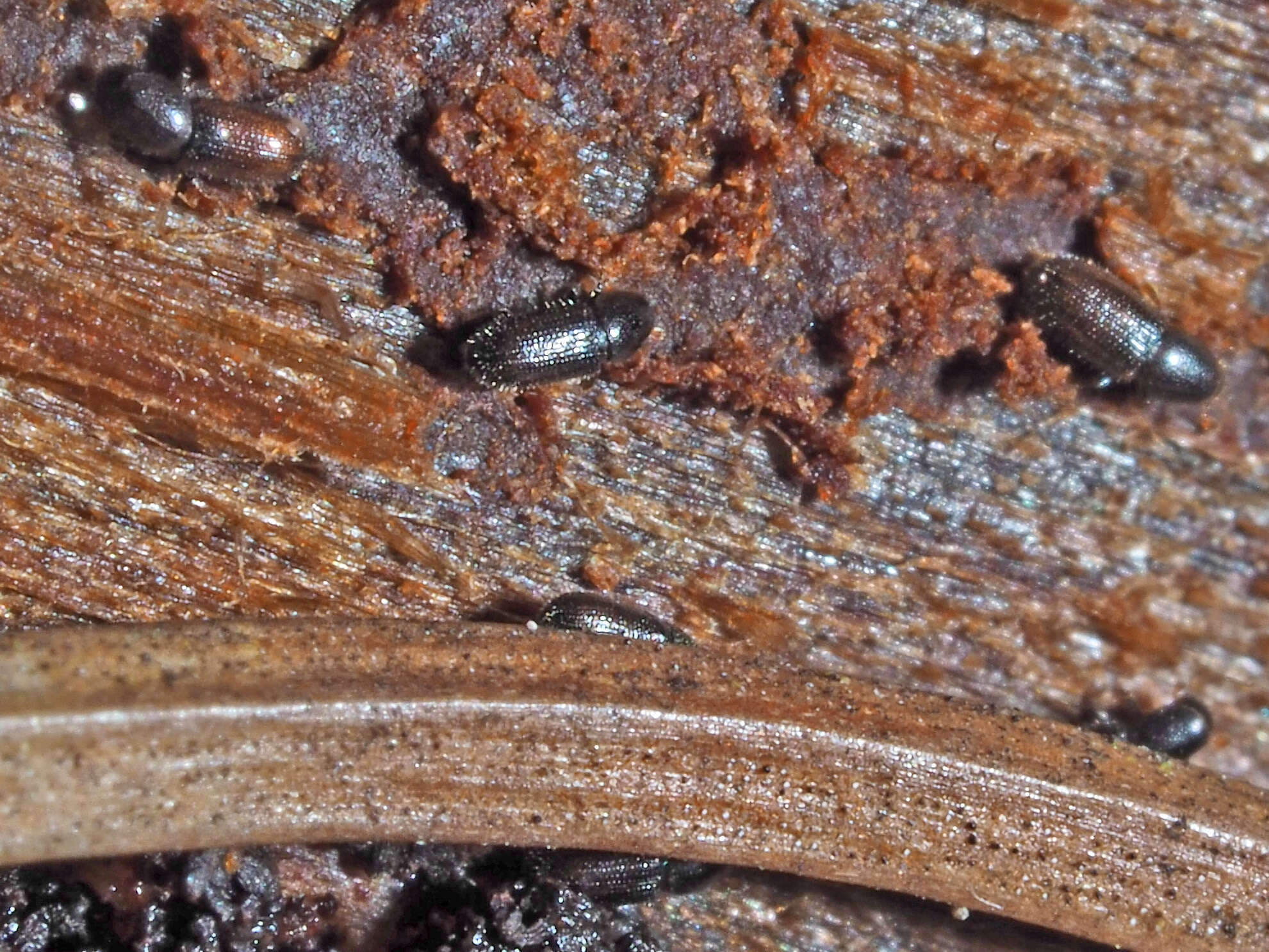 Image of Crypturgus hispidulus Thomson & C. G. 1870