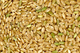 Image of rice