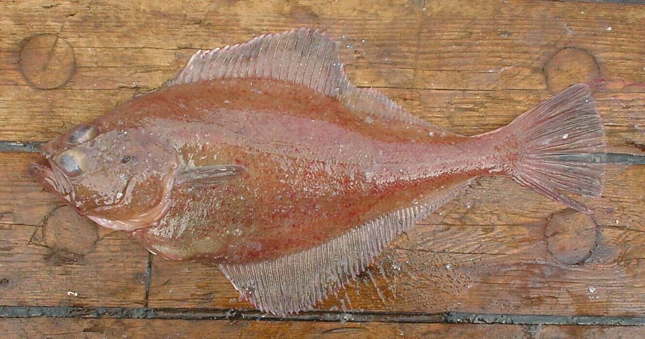 Image of Flathead sole