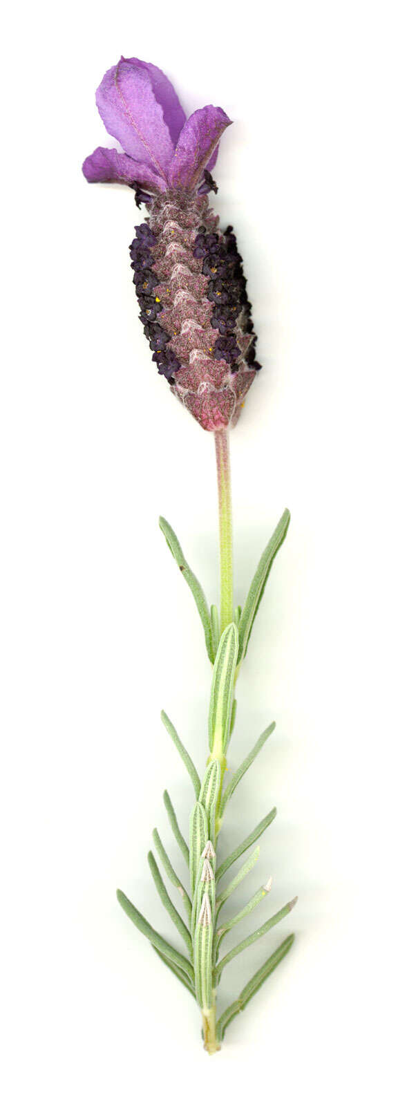 Image of French lavender