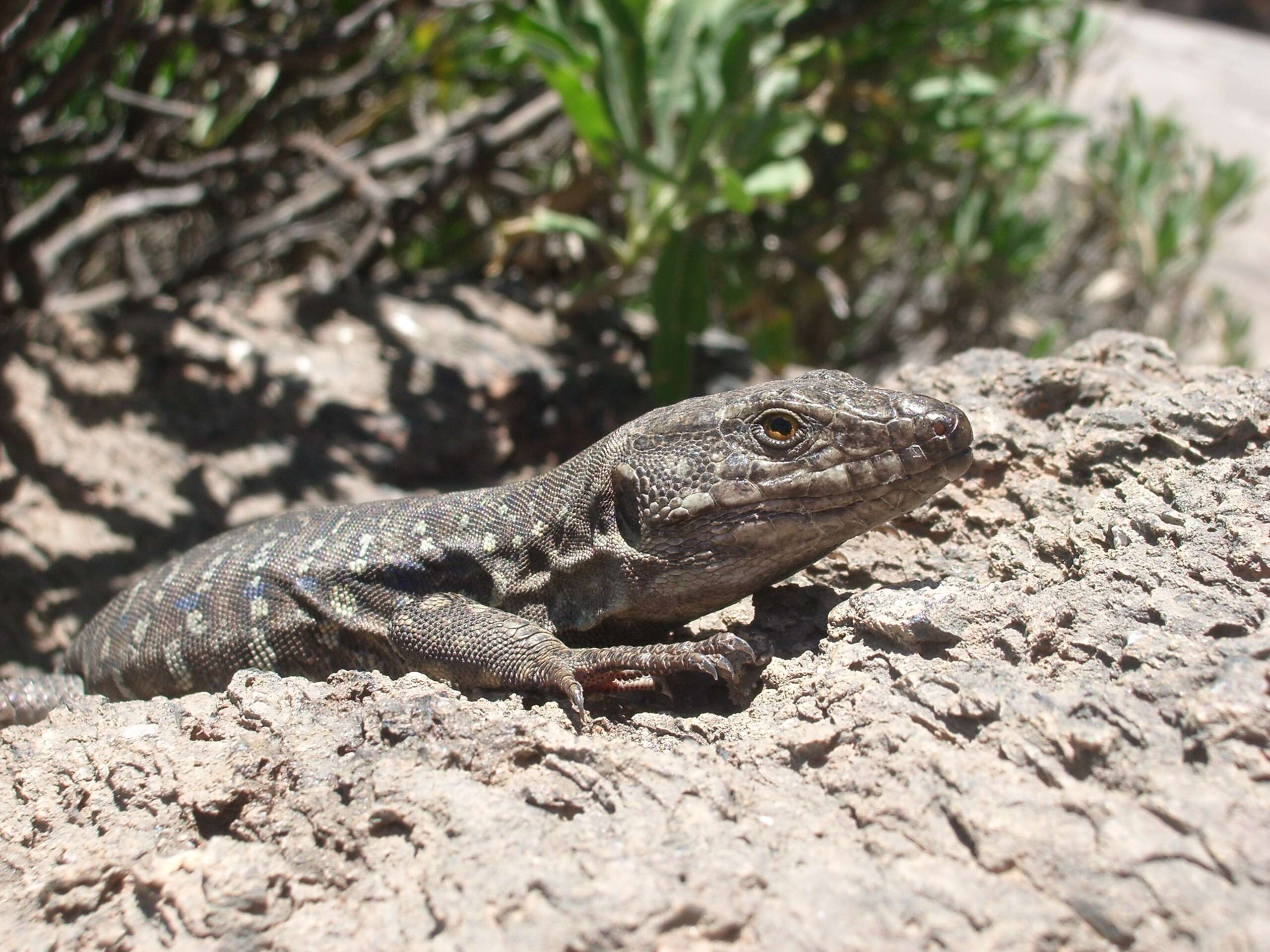 Image of Tenerife Lizard