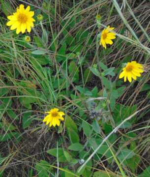 Helianthus occidentalis subsp. occidentalis resmi