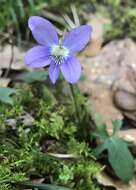 Viola edulis Spach resmi