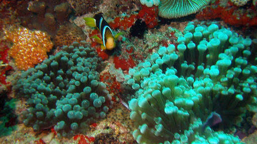 Image of Clark's anemonefish