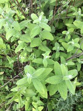 Image of Mentha longifolia subsp. longifolia