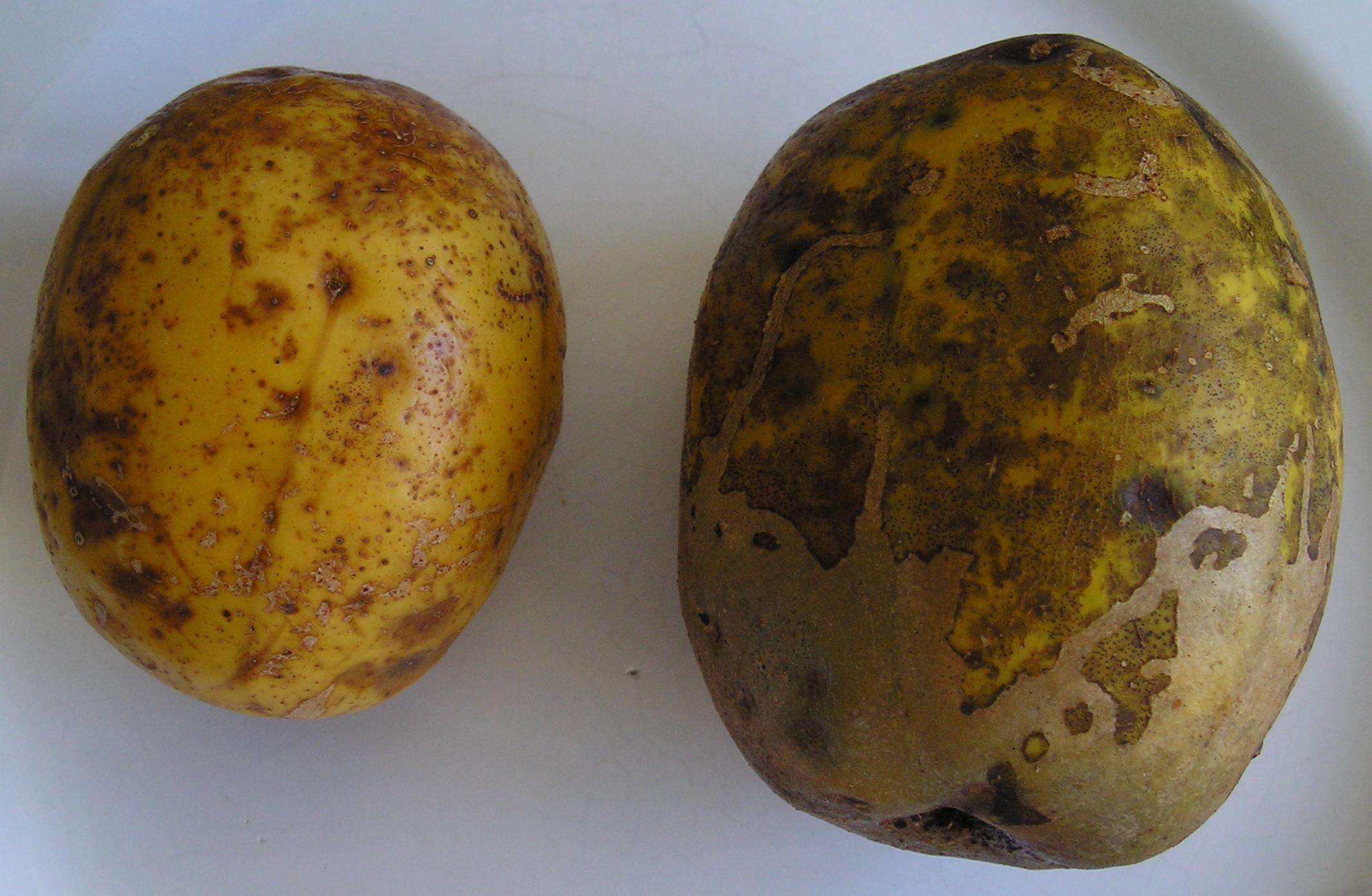 Image of Jewish plum