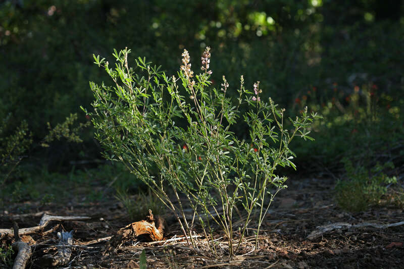 Sivun Lupinus andersonii S. Watson kuva