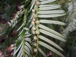 Image of Cephalotaxus harringtonii var. nana (Nakai) Rehd.