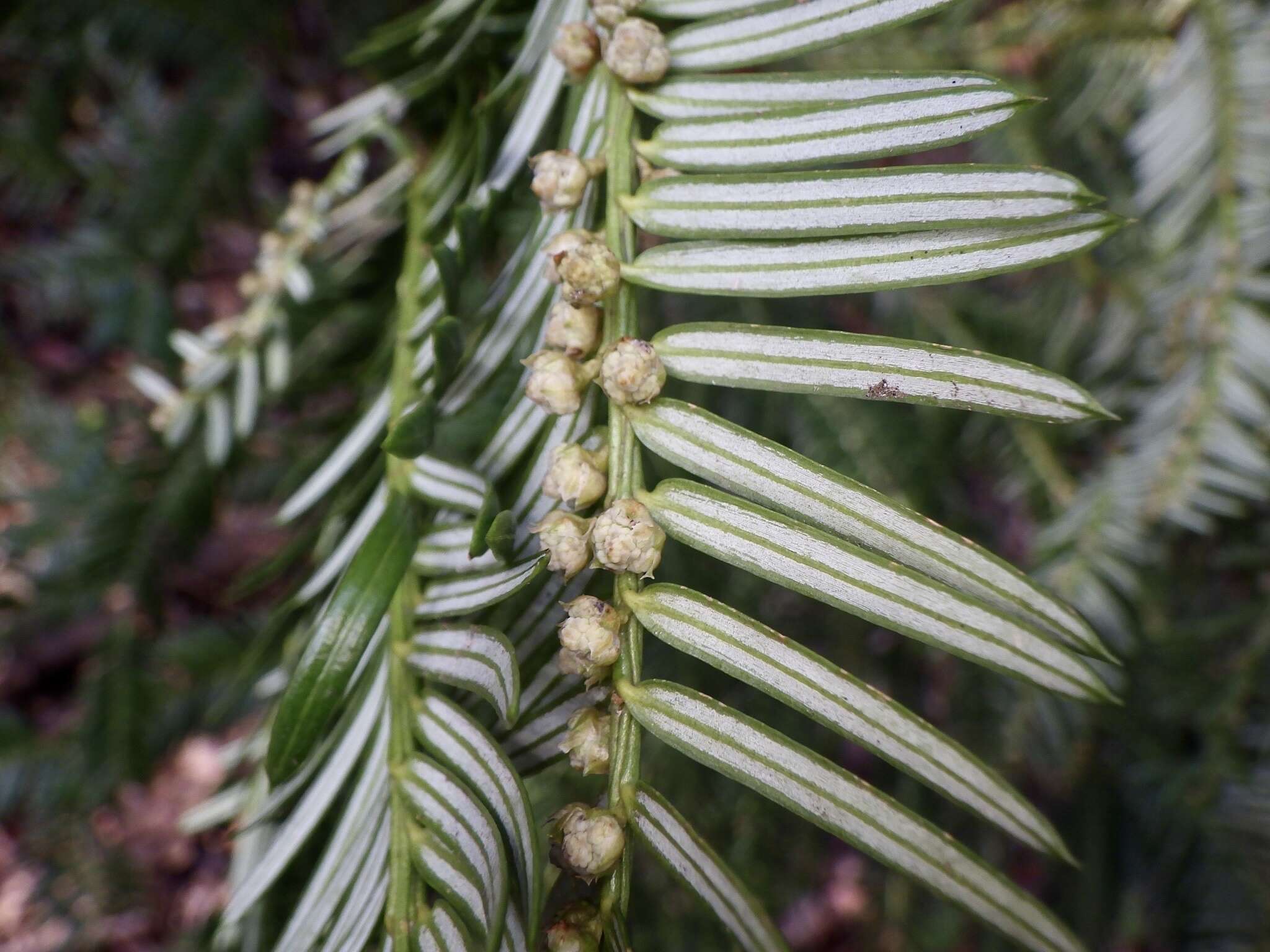 Plancia ëd Cephalotaxus harringtonii var. nana (Nakai) Rehd.