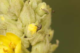 Image of Weevil